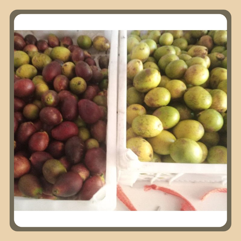 

PROMOOOO 2kg!!! buah matoa fresh (order baru di petikkan)