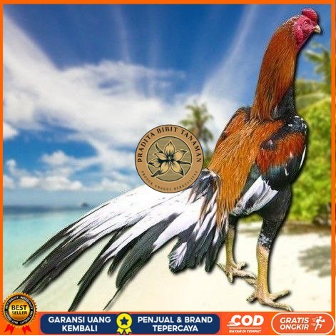 

telur ayam bangkok petarung bisa untuk di tetaskan PRADITA BIBIT TANAMAN