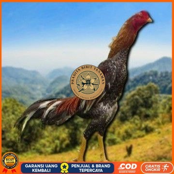 

telur tetas ayam shamo besar PRADITA BIBIT TANAMAN