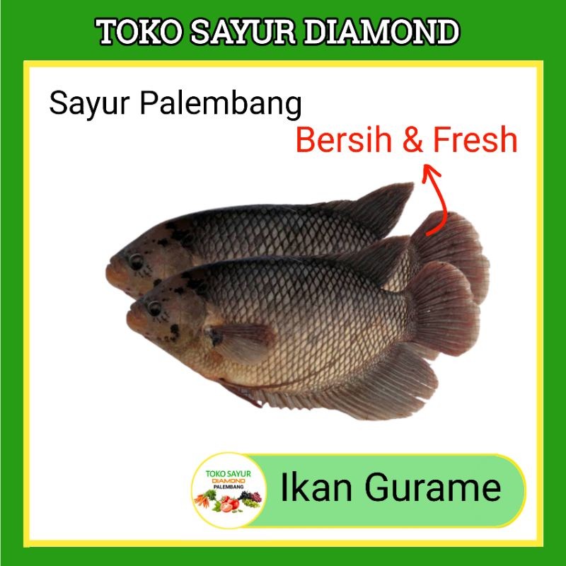 

Ikan Gurame Gurami Segar 1 Ekor 1kg - Palembang