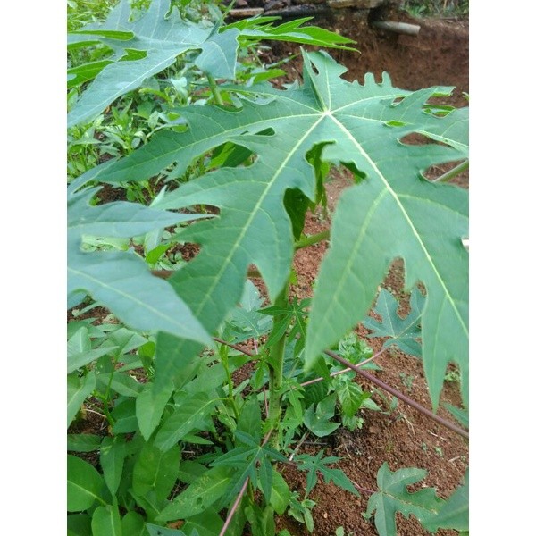 bibit pepaya/gandul siap tanam