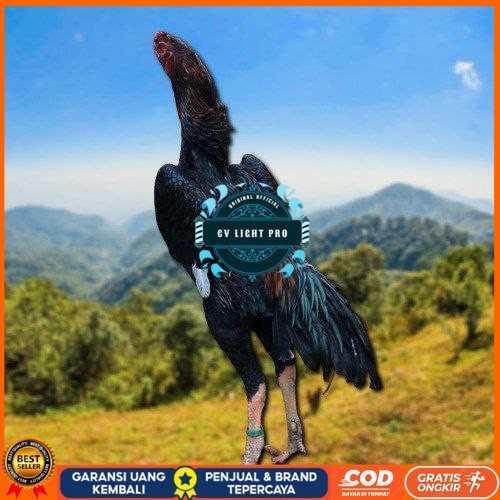 

SHAMO JEPANG TELUR FERTIL FRESH CV LIGHT PRO