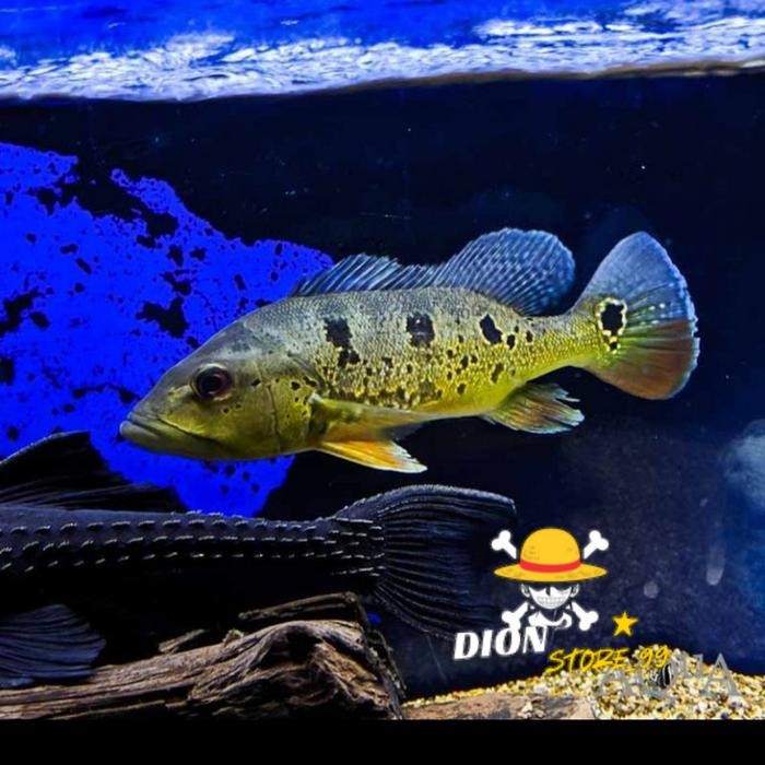 Hiasan aquarium Pbass 7-9 cm Brokopondo Peacock Bass Pibass