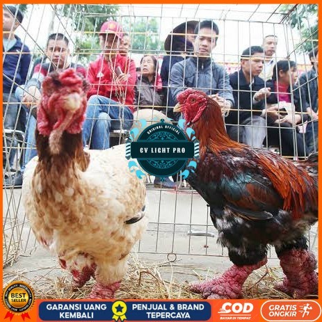 

Telur ayam dong tao / telur ayam hias / telur fertil siap tetas CV LIGHT PRO