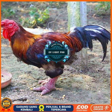 

Telur ayam dong tao / telur ayam hias / telur fertil siap cod CV LIGHT PRO