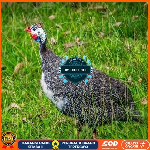 

Telur ayam mutiara / telur ayam hias / telur fertil siap cod CV LIGHT PRO