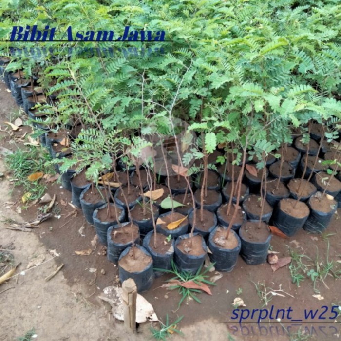 Bibit Asam Jawa Bahan Bonsai Bibit bonsai asam jawa
