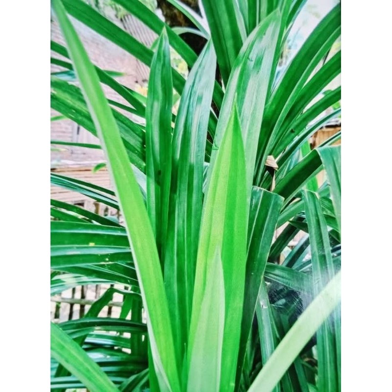 

daun pandan segar per 10 lembar H. O. A