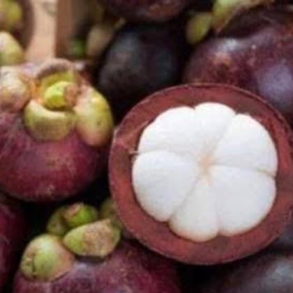 

Manggis Bogor 500gr