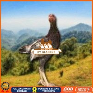 

Shamo Eropa Kelabu .Terlaris (telur fertil) CV GLAMOUR