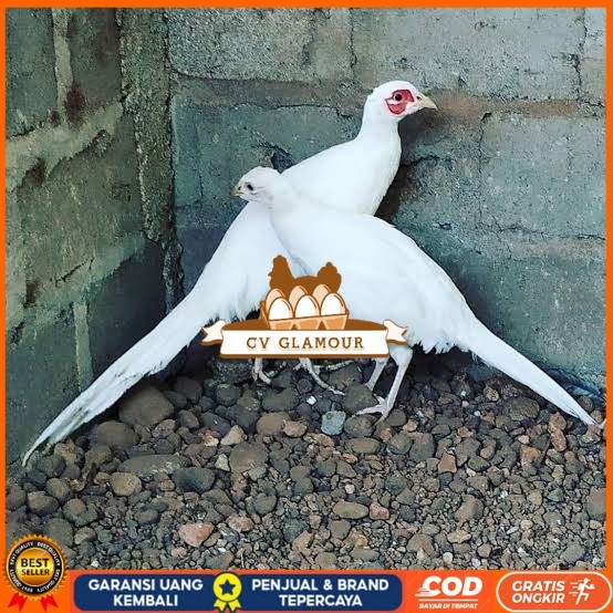 

Telur ayam hias ringneck white pheasant fertil asli CV GLAMOUR
