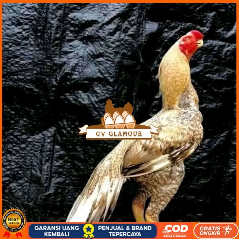 

telur fertil agsel Parrot kualitas terbaik CV GLAMOUR