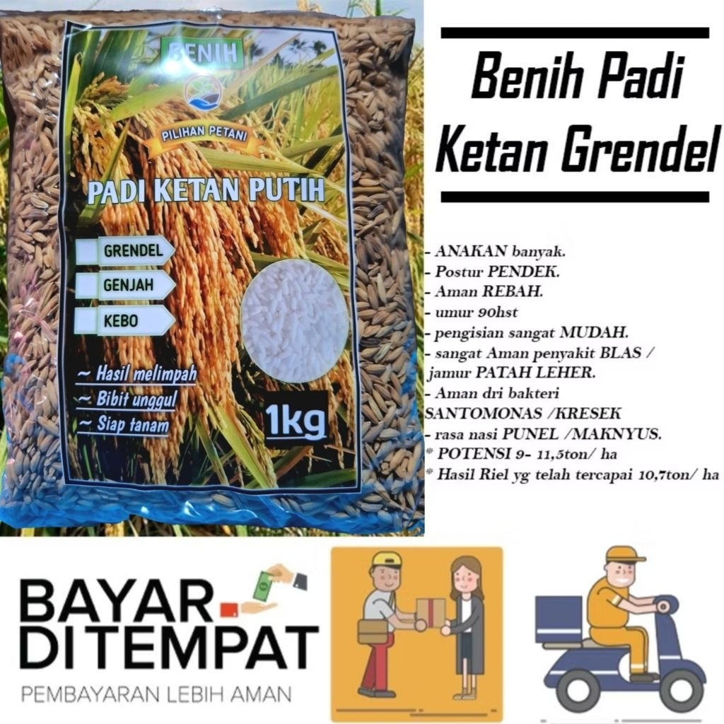 TERLARISS 1KG BENIH PADI KETAN PUTIH GRENDEL PREMIUM