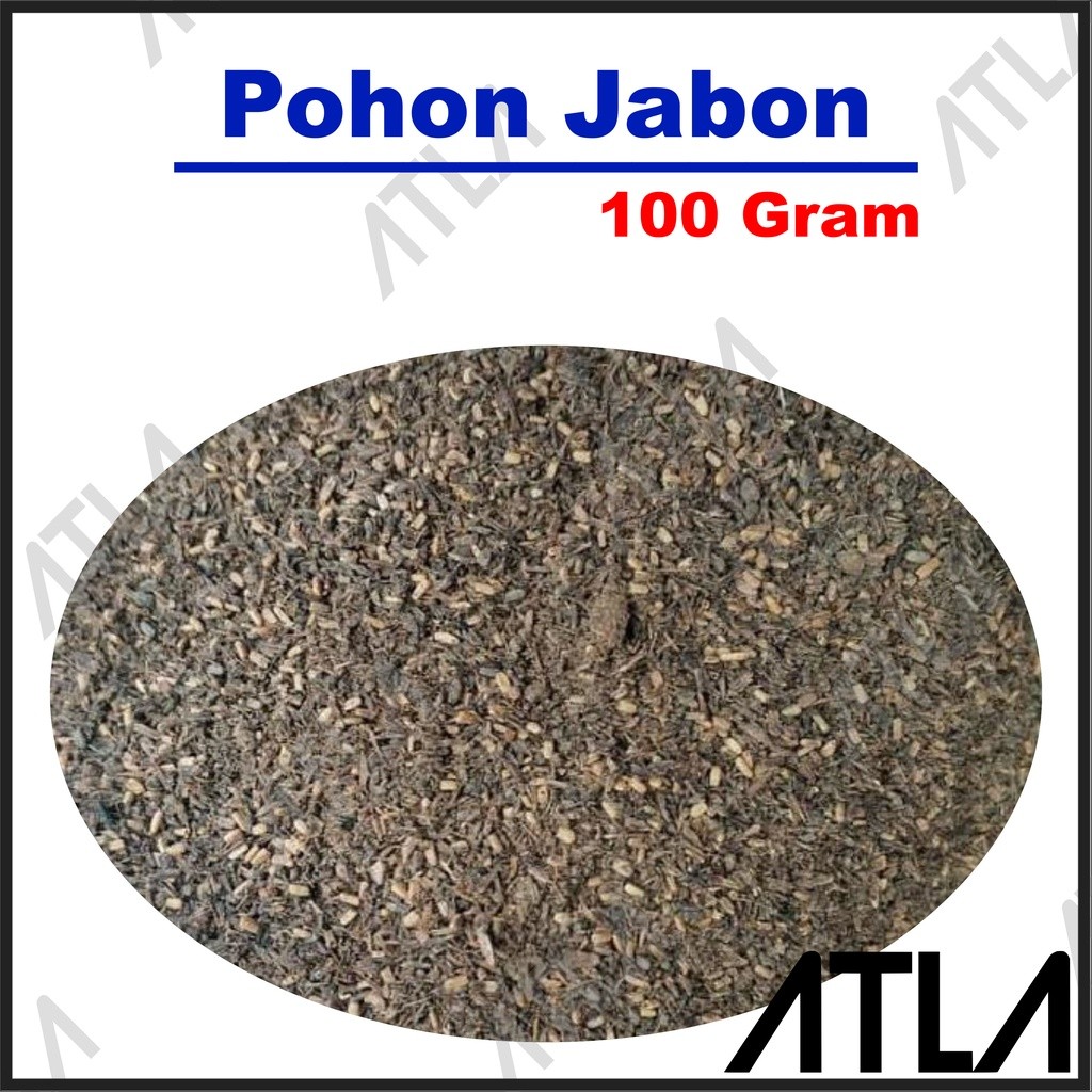 Benih Pohon Jabon 100 Gram Biji Seed Bibit Tanaman Kayu Daun 100Gr Gr 100Gram SD115