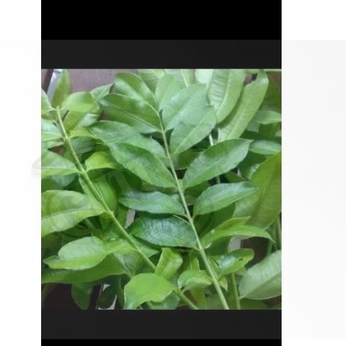 

Daun Kedondong segar