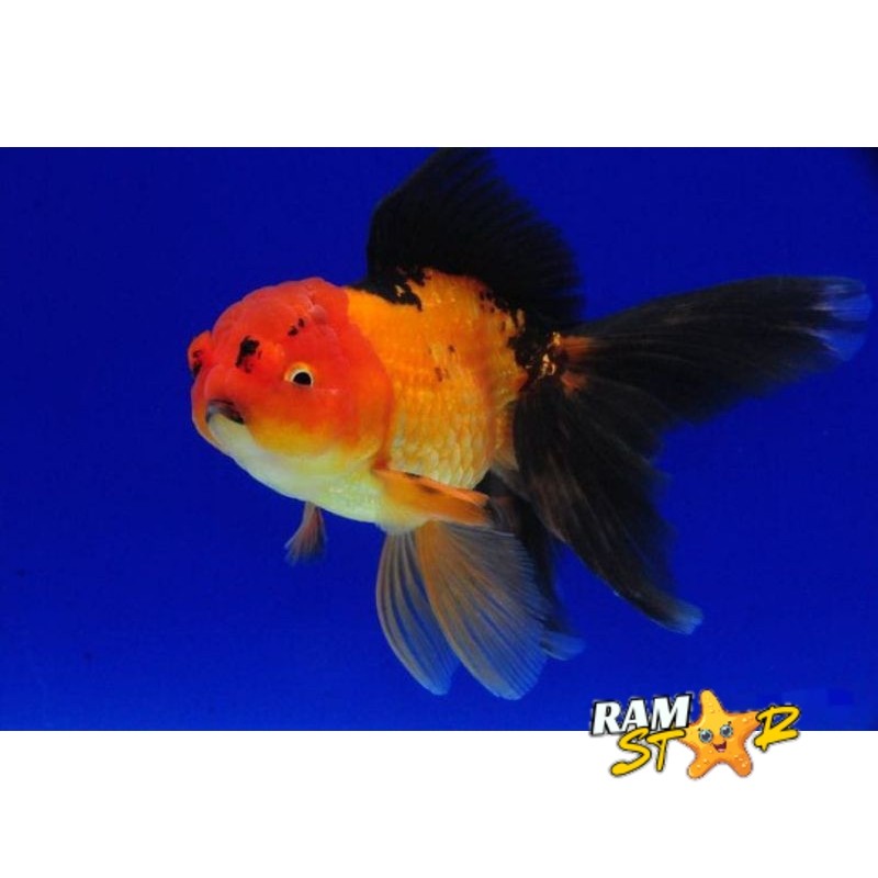 

MAS KOKI ORANDA BLACK GOLD GRADE A+ PAKET 5 EKOR 5-7 CM