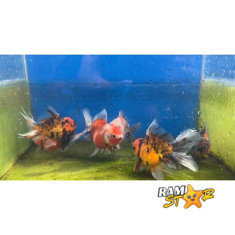 panca warna oranda 6-7 cm rostel koki mas