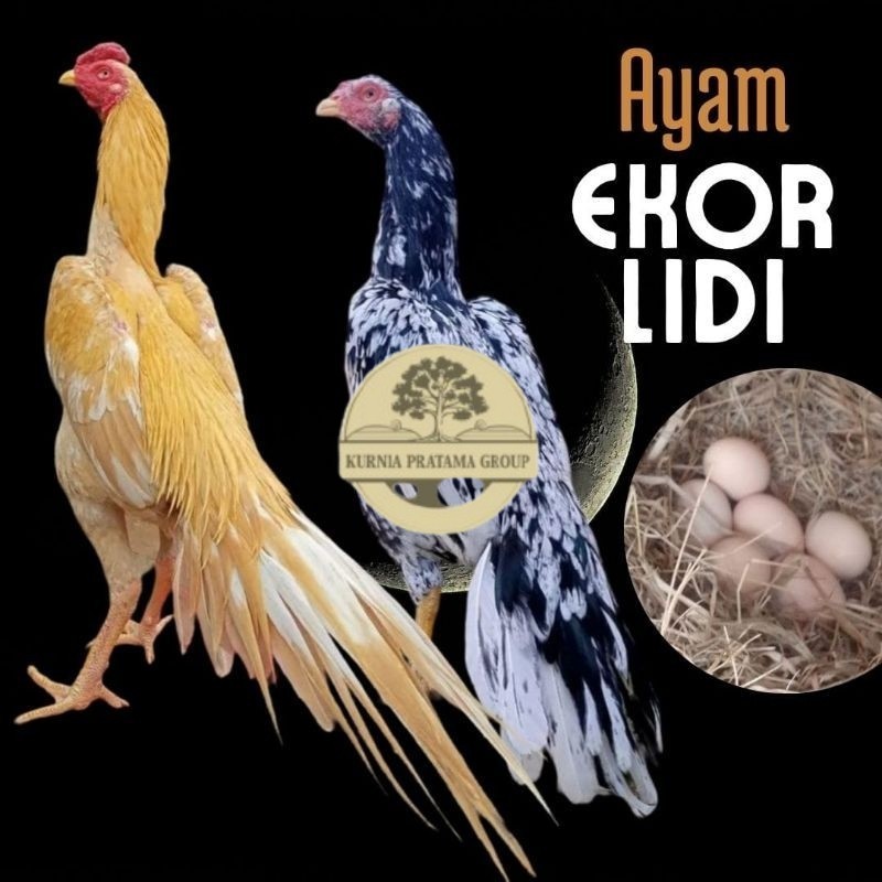 

telur ayam ekor lidi asli original bisa untuk di tetaskan KURNIA PRATAMA GROUP