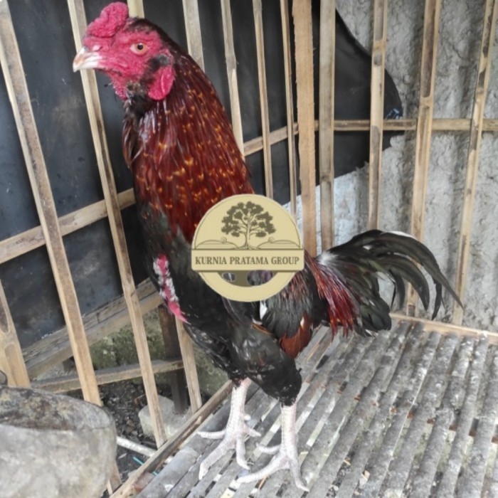 

Telur ayam bangkok birma fertil / ayam petarung aduan bisa ditetaskan Langsung KURNIA PRATAMA GROUP