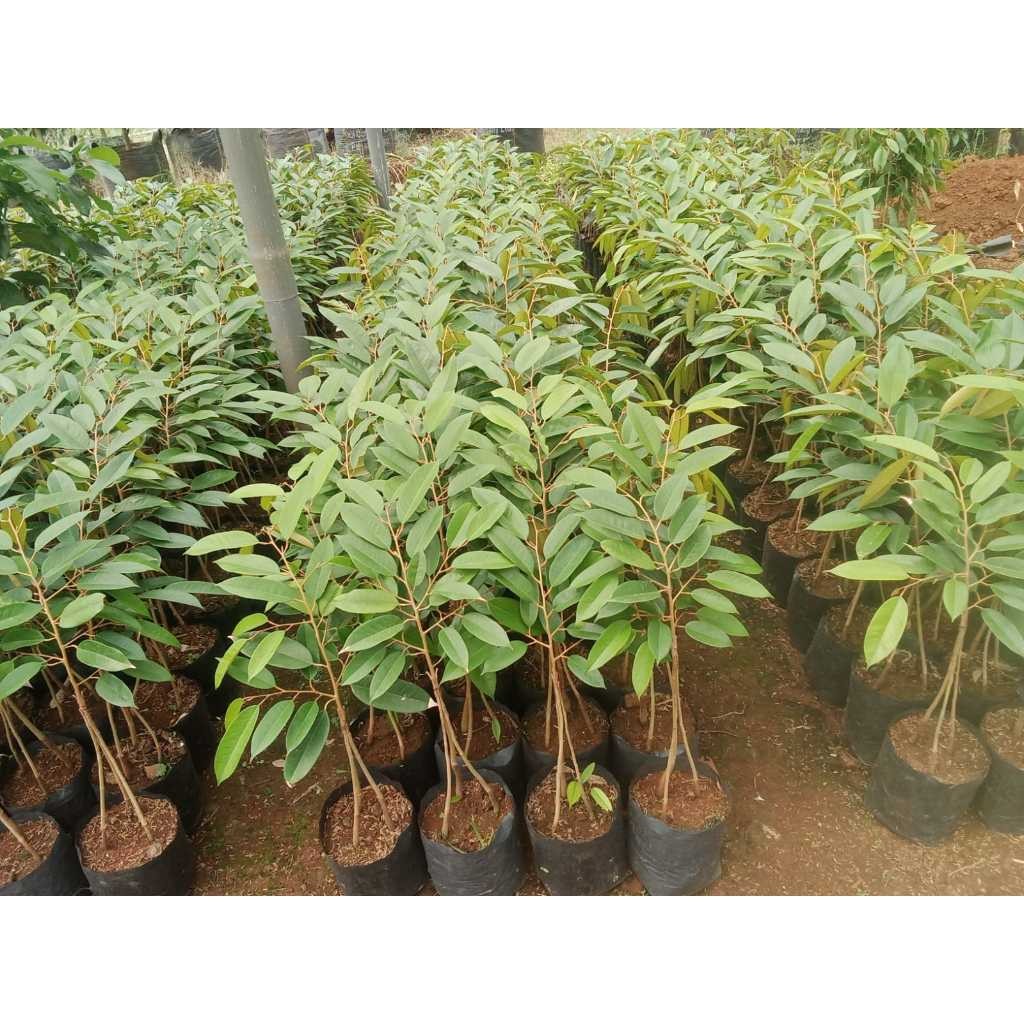 JAMIN MURAH BIBIT DURIAN MUSANGKING KAKI 3 DALAM POLYBAG SAMBUNG PUCUK(BISA LANGSUNG ORDER)
