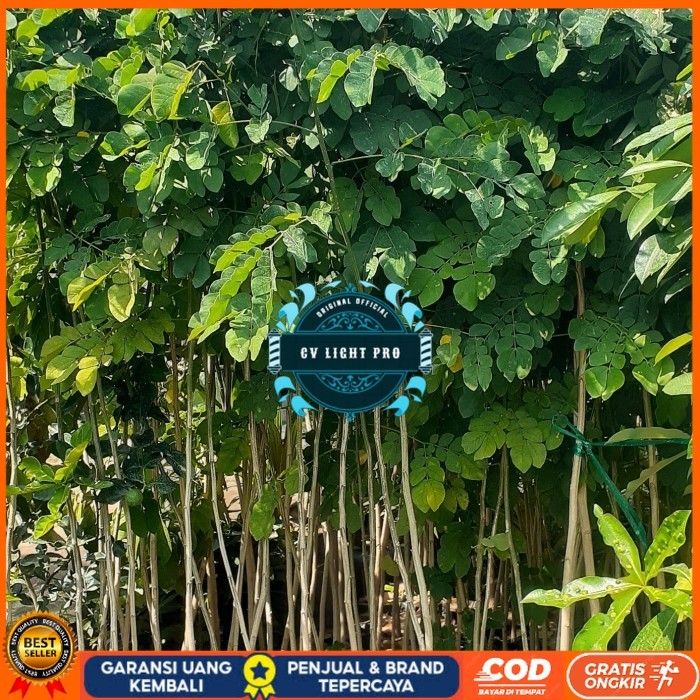 Bibit Trembesi Ukuran 150-180cm Batang Besar | Bibit Pohon Trembesi Keduh Penghijauan | Bibit Tanama