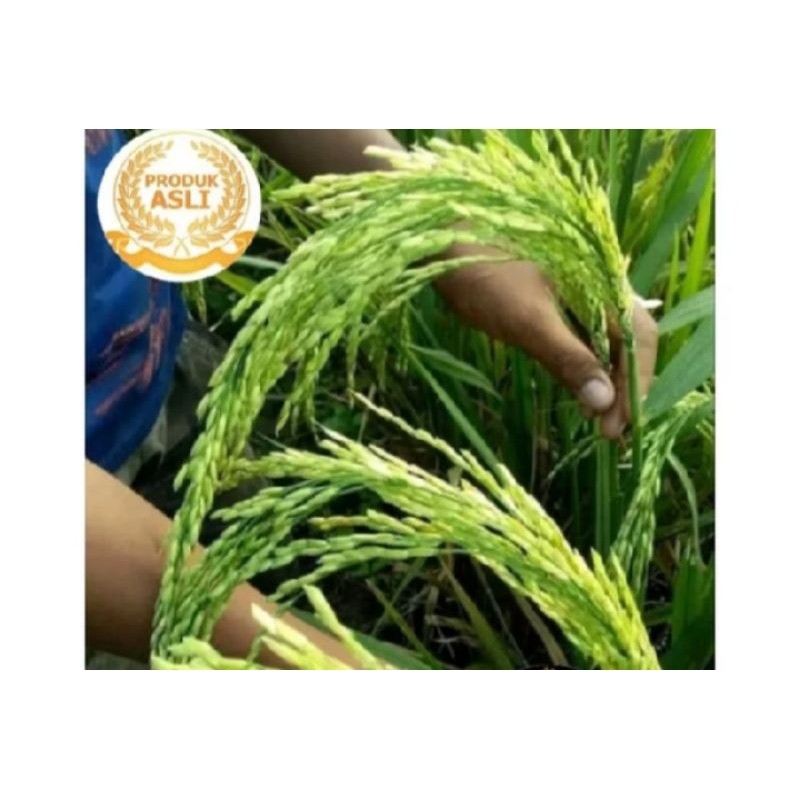BENIH PADI RAJASA 01 BERKUALITAS ASLI KEMASAN 5KG Co