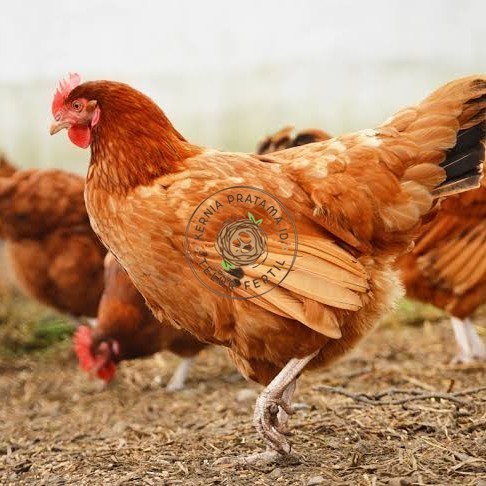 

Telur ayam elba / telur ayam hias / telur ayam fertil siap kirim KURNIA PRATAMA ID