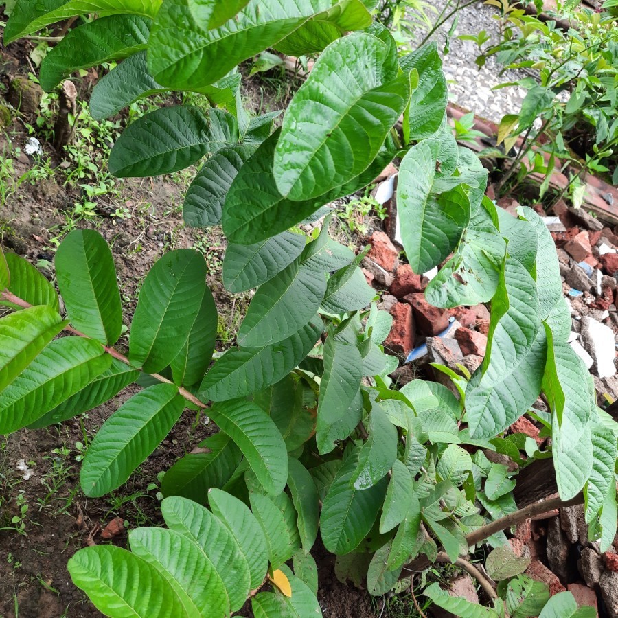 

TERMURAH 100gram Daun jambu segar Pucuk (jambu biji)