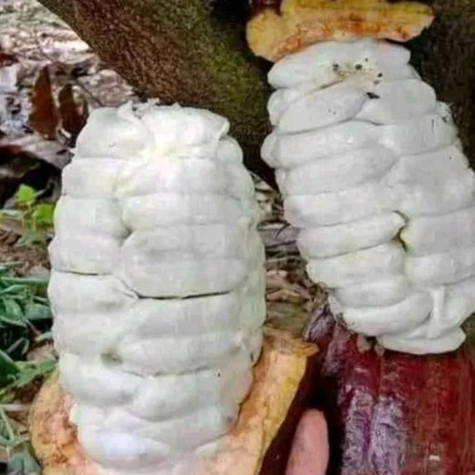 BIBIT KAKAO PERBIBIT BENIH BIJI KAKAO / BENIH COKLAT