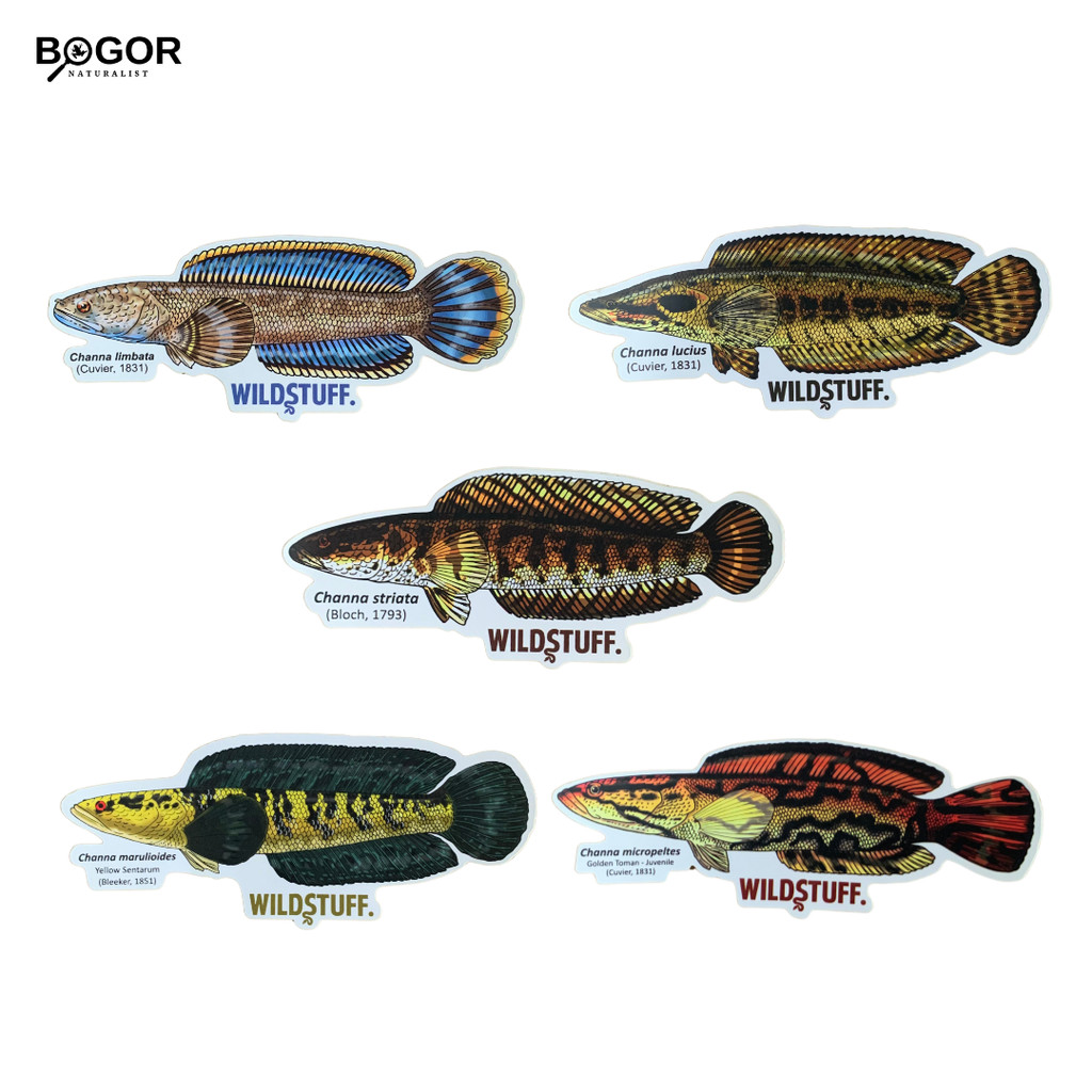 

Stiker Wildstuff edisi Ikan - Channa