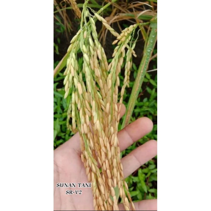 BENIH PADI SR-V2 BARU 1KG