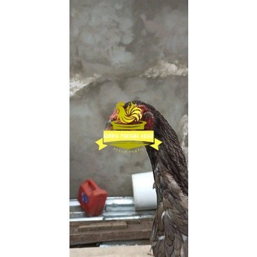 

Shamo Eropa Kelabu .Terlaris asli 100% KURNIA PRATAMA ABADI