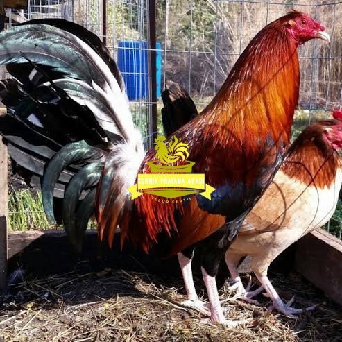 

Telur ayam hias pilipin fertil untuk ditetaskan Langsung KURNIA PRATAMA ABADI