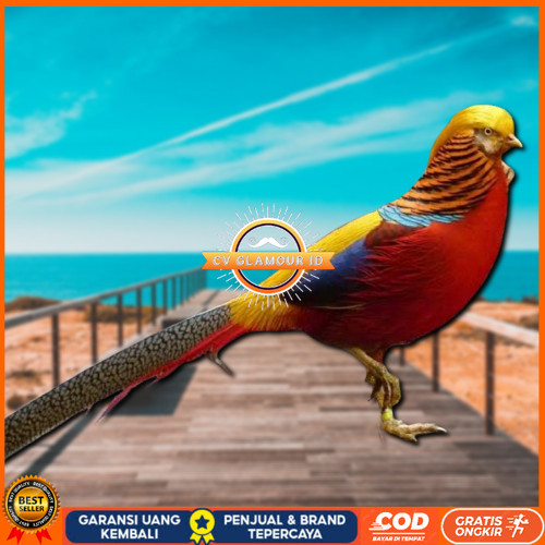 

telur ayam hias golden pheasant asli bisa untuk di tetaskan CV GLAMOUR ID