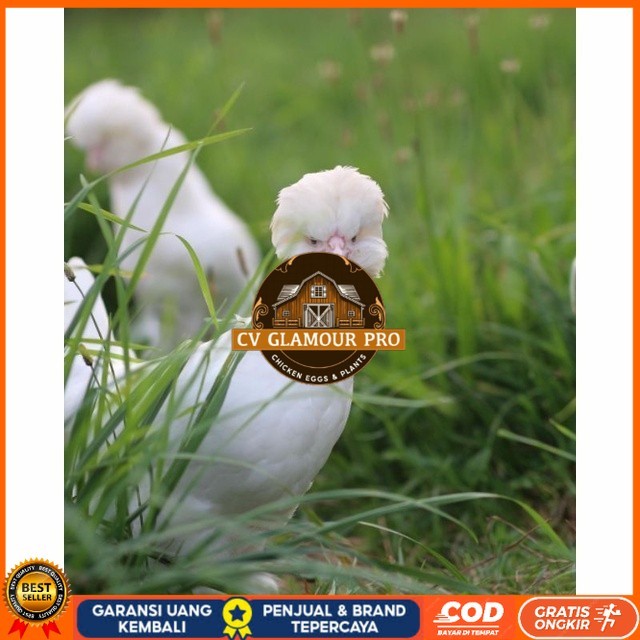 

Telur ayam hias sultan fertil bisa ditetaskan Langsung CV GLAMOUR PRO