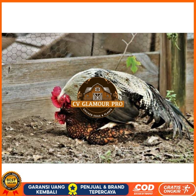 

TELUR AYAM AK LAYER PETELUR UNTUK DI TETASKAN CV GLAMOUR PRO