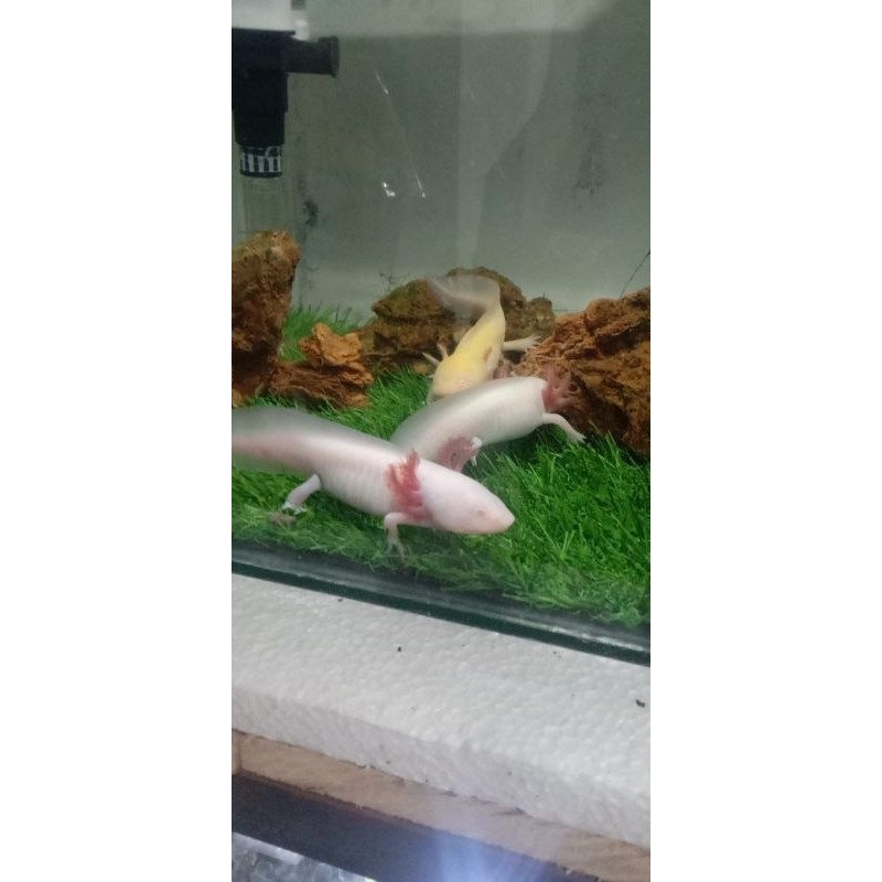hiasan aquarium/ axolotl salamander albino size 14-15cmCO