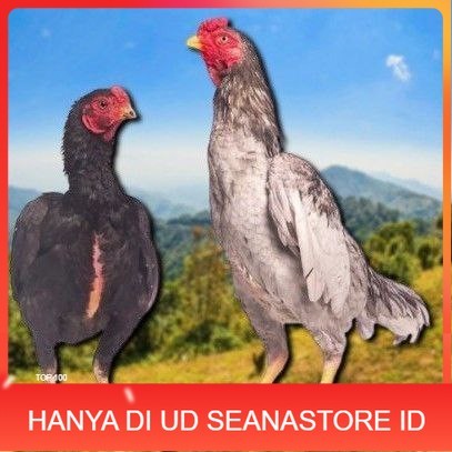 

telur tetas ayan shamo super UD SEANASTORE ID