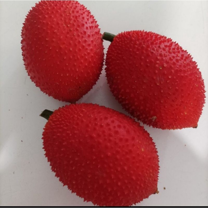 

GAC FRUIT 1 KG / BUAH GAC FRUIT 1 KG / BUAH GAC