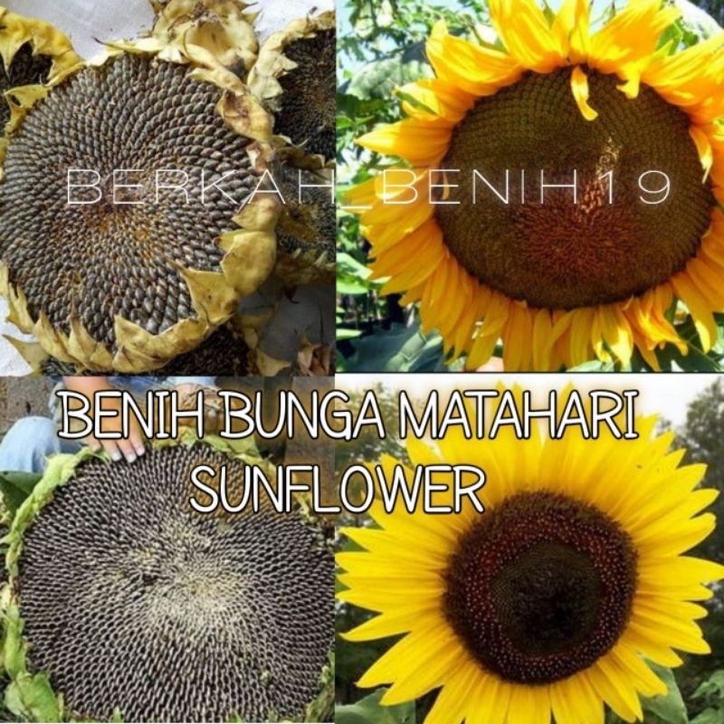 

TERMURAH! 500gram BENIH BUNGA MATAHARI JUMBO SUNFLOWER DAYA TUMBUH 100%