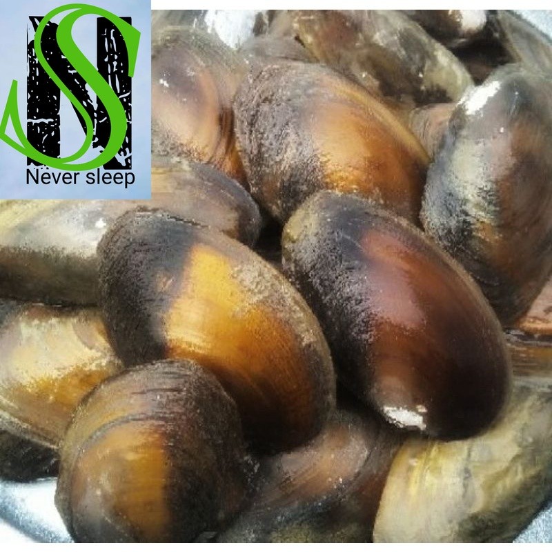

GS-17 Kijing Kerang Air Tawar 1 kg Aquaspace dan Herbal