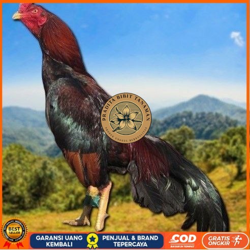 

telur tetas ayam shamo vertil valid PRADITA BIBIT TANAMAN