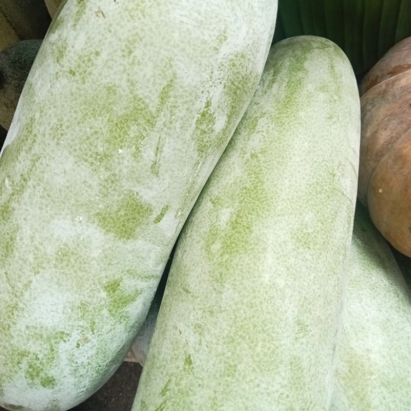 

Buah Kundur atau Bligo 1,5 kg Obat Herbal 1 Buah