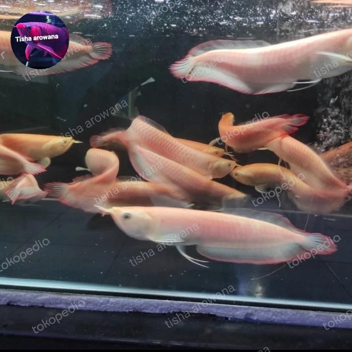 arwana silver albino red albino