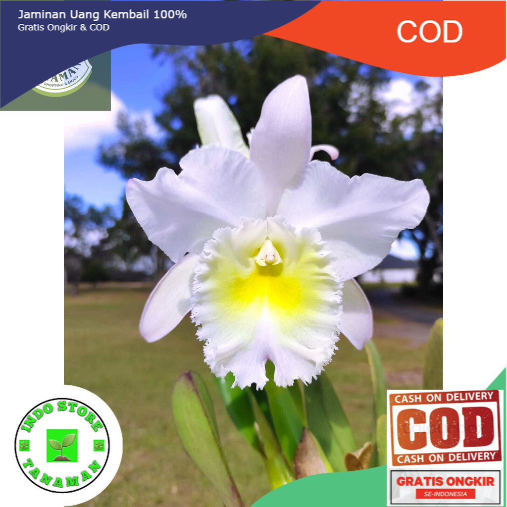 tanaman hias anggrek dendrobium Carmen // anggrek dendrobium // bibit anggrek dendrobium