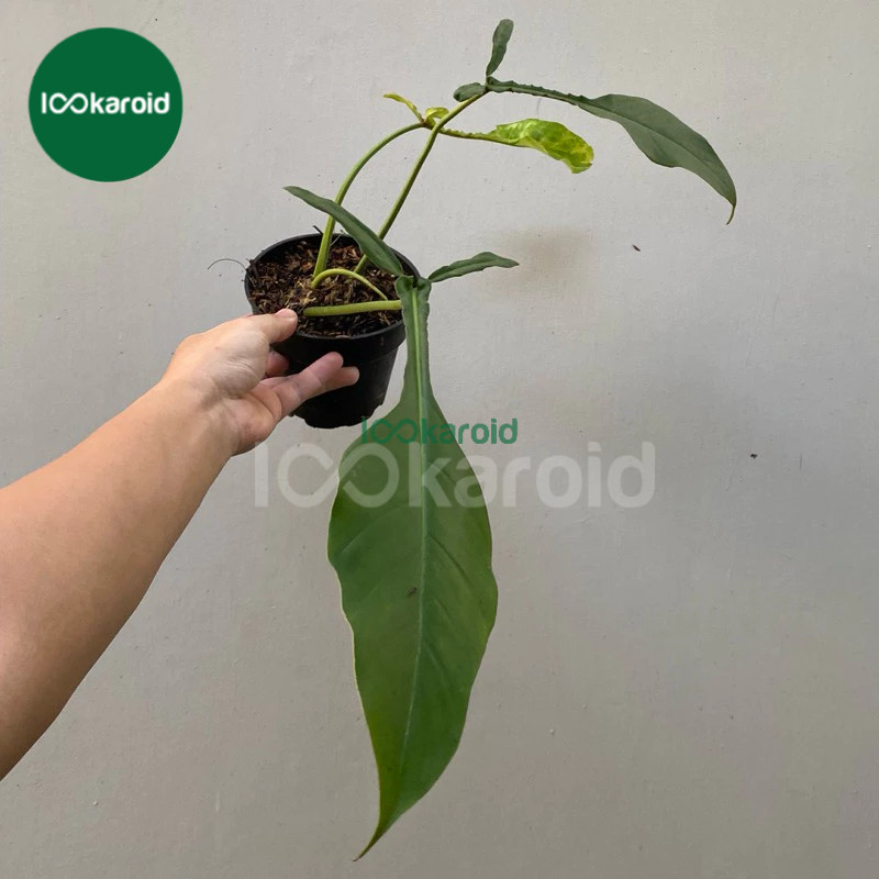 Tanaman Hias Philodendron Joepii