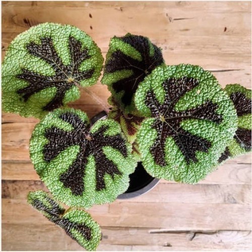 

Tanaman Hias Begonia Iron Cross Tapak Macan - MASONIANA IRON CROSS
