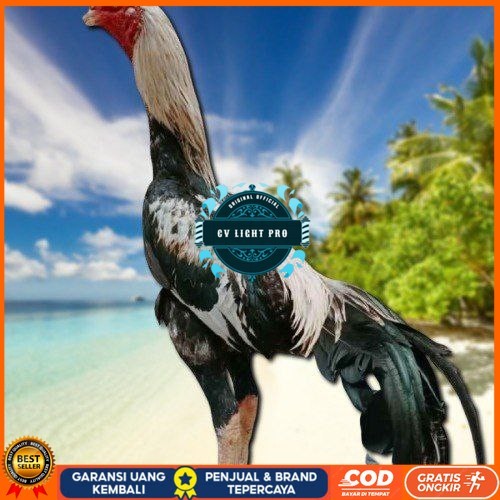 

telur ayam bangkok original bisa untuk di tetaskanvertil CV LIGHT PRO