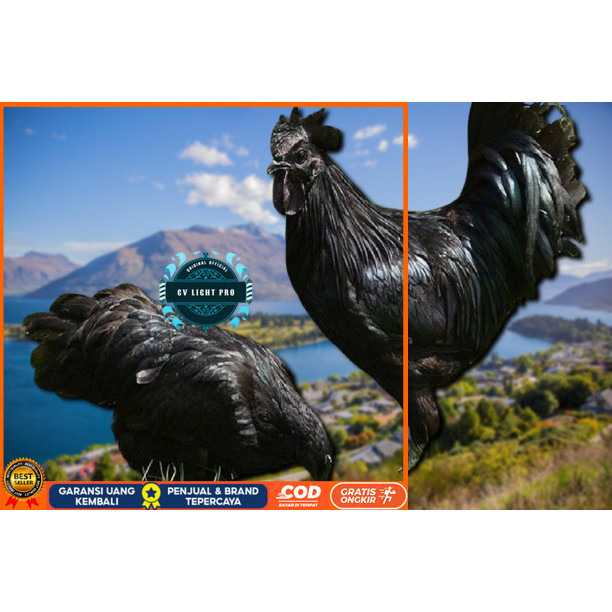 

telur ayam cemani lidah hitam (asli) bisa untuk di tetaskan vertil CV LIGHT PRO