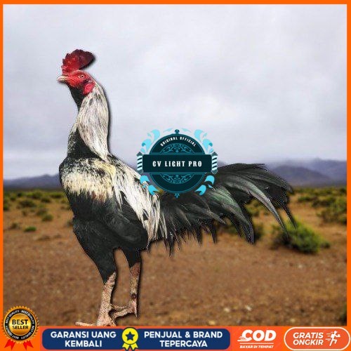 

telur ayam pama ninja original untuk di tetaskan berkualitas unggul CV LIGHT PRO